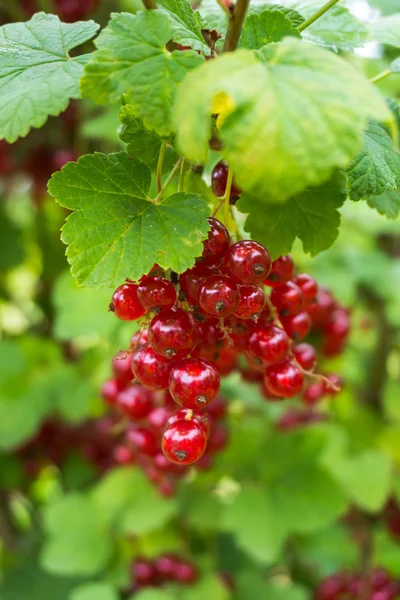 Färska röda vinbär bär — Stockfoto