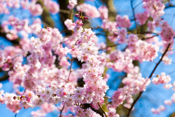 Rosa sakura blommor — Stockfoto