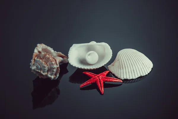 貝殻の真珠. — ストック写真