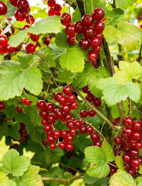 Fresh redcurrant berries Royalty Free Stock Photos