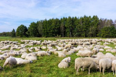 beyaz koyun sürüsü