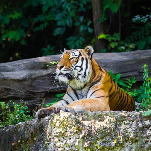 Bella tigre selvatica — Foto Stock