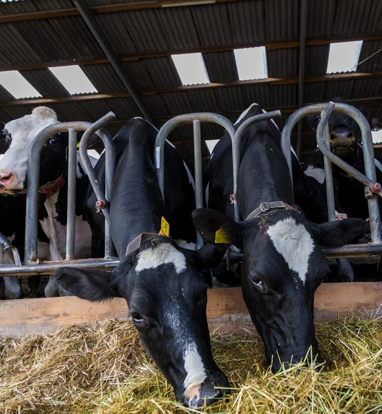 Vacas comendo feno — Fotografia de Stock