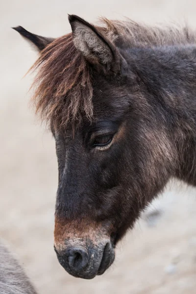 Small gray donkey — Stock Photo, Image