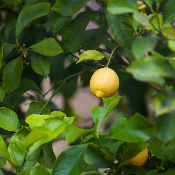 Κίτρινο ώριμα λεμόνια — Φωτογραφία Αρχείου
