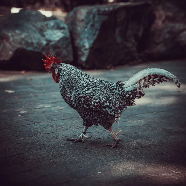 Gallo pájaro caminando — Foto de Stock