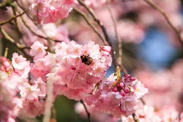 Sakura cherry blossom — Stockfoto