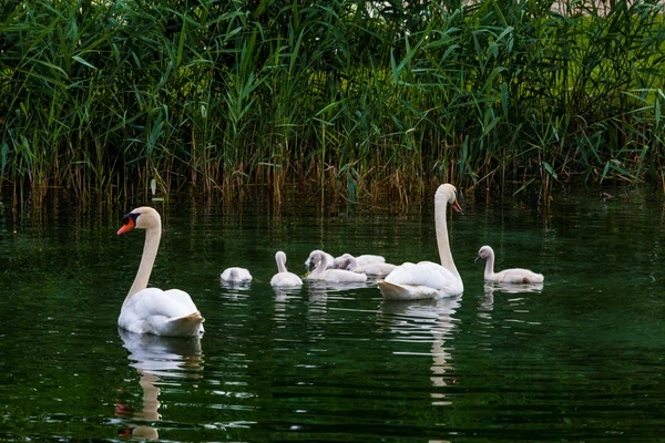 Cigno con pulcini nel lago — Foto Stock