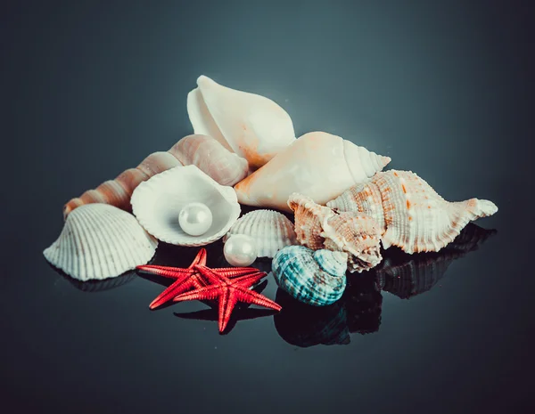 Черепашки з перлами і морськими зірками Стокове Фото