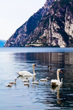Swan family in lake clipart