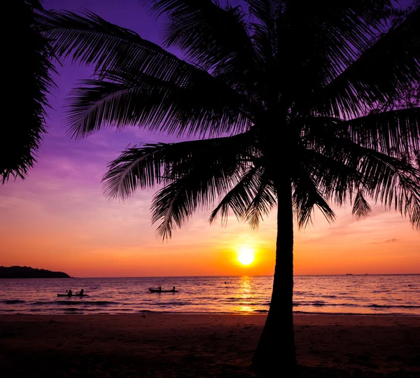 Solnedgång över palmer — Stockfoto