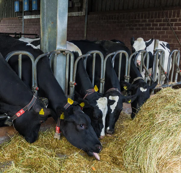 Vacas em uma fazenda — Fotografia de Stock