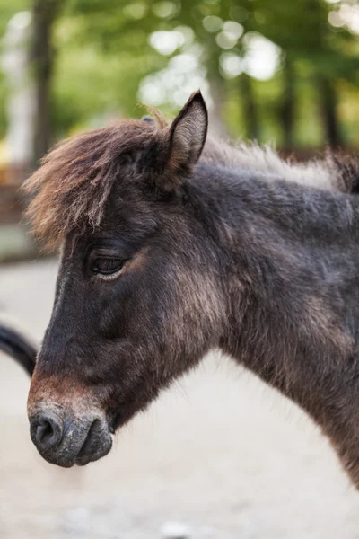 Donkey utomhus — Stockfoto