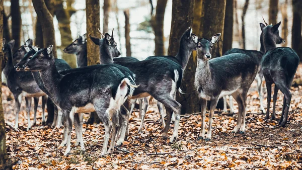 Ormandaki geyik aile — Stok fotoğraf