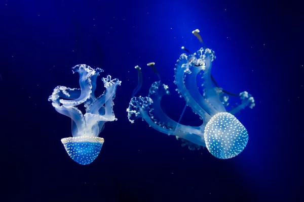 Красивая флуоресцентная медуза — стоковое фото