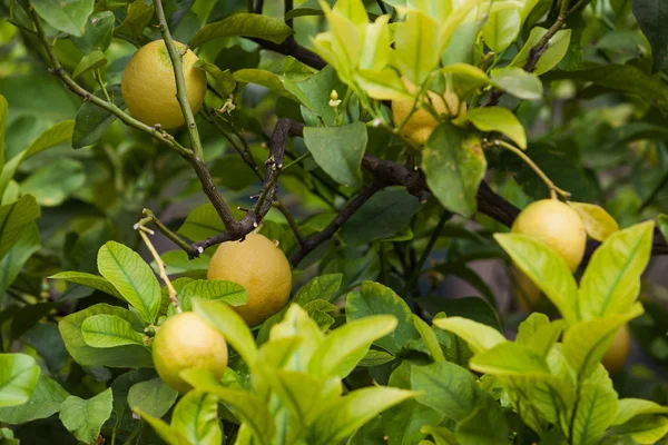 stock image Yellow ripe lemons