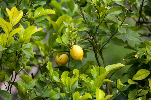 Жовтий стиглі лимони — стокове фото