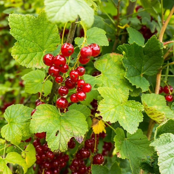 Red currant berries — Stock Photo, Image