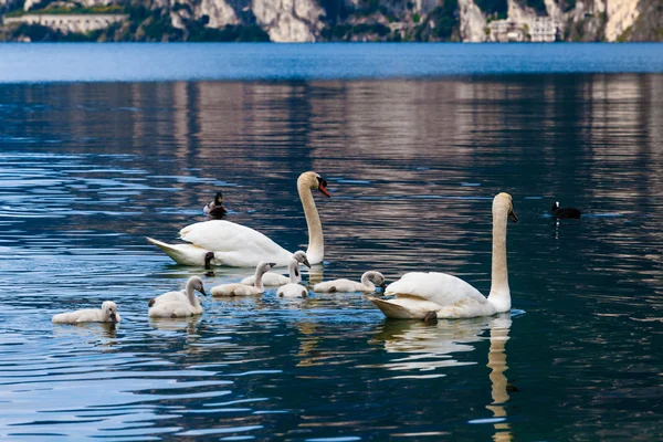 Swan family in lake — Stock Photo, Image