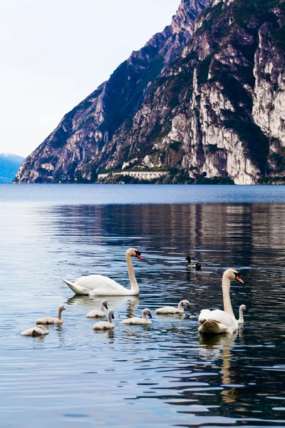 Rodina labutí v jezeře — Stock fotografie