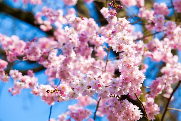 Sakura ροζ λουλούδια Εικόνα Αρχείου