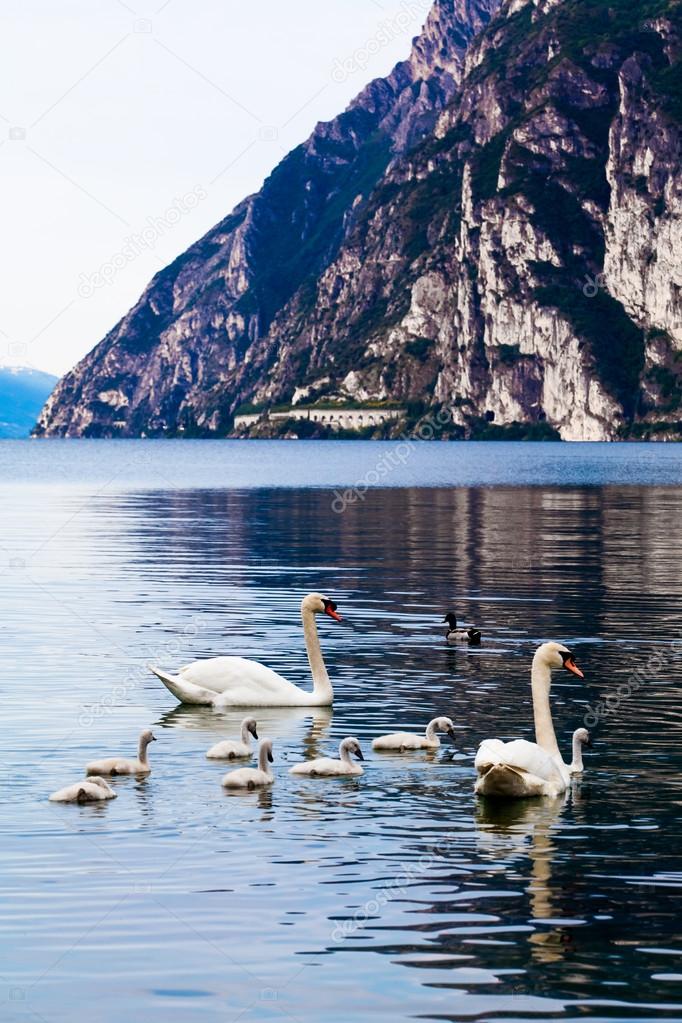 Swan family in lake