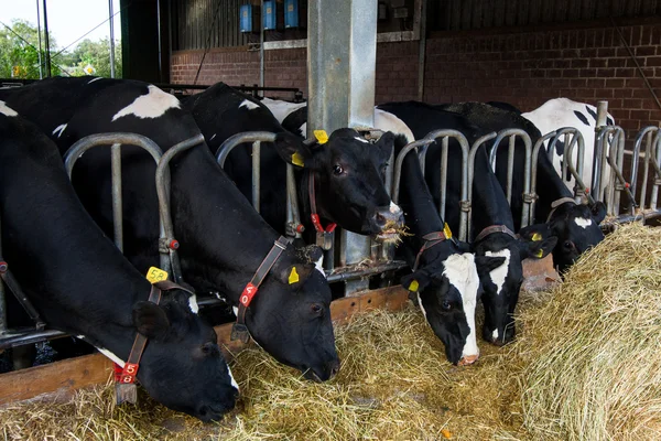 Vacas en una granja. — Foto de Stock