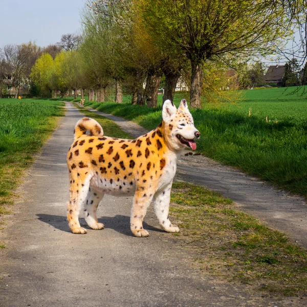 Hund bemalt — Stockfoto