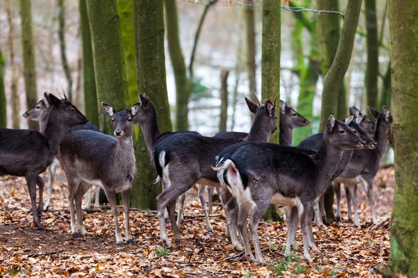 Famille des cerfs. — Photo