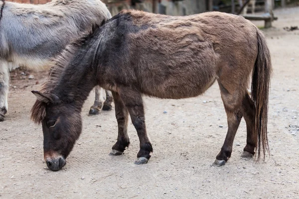 Donkey — Stock Photo, Image