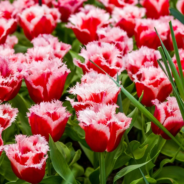 Čerstvé tulipány. — Stock fotografie