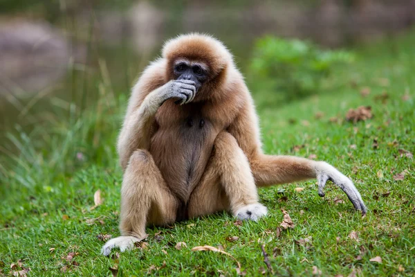 Tvåhands Gibbon — Stockfoto