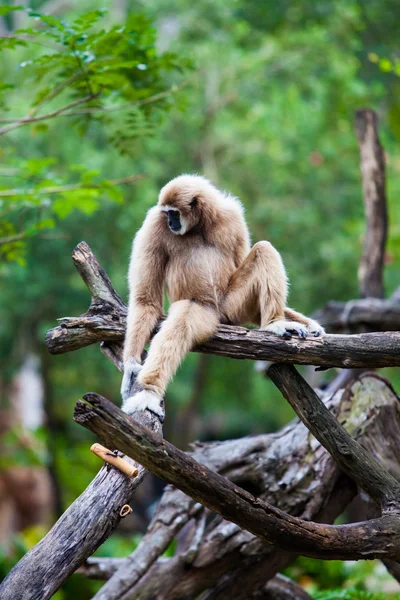 Overhandigde Gibbon — Stockfoto