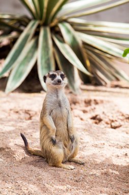 Uyarı Suricate veya çöl faresi