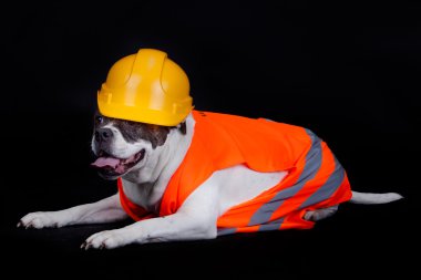 köpek yapım aşamasında.