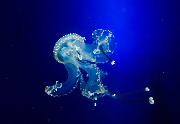 Medúzy v modré vodě — Stock fotografie