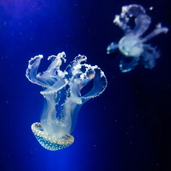 Медузы в голубой воде — стоковое фото