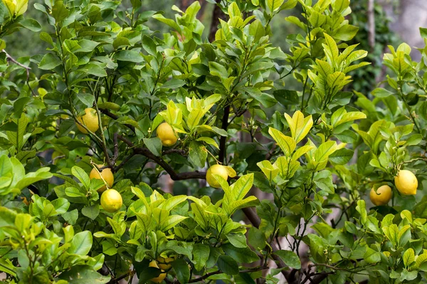 Bunch of ripe lemons — Stock Photo, Image
