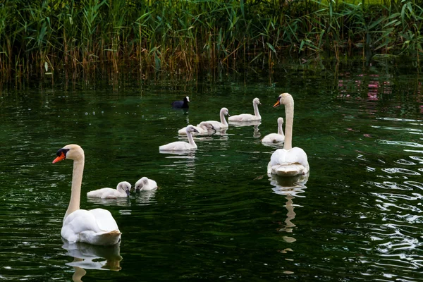 Swan with chicks. — Stock Photo, Image