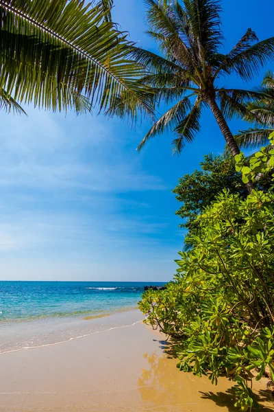 Paraíso tropical. — Foto de Stock