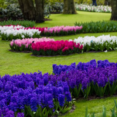Güzel bahar çiçekleri