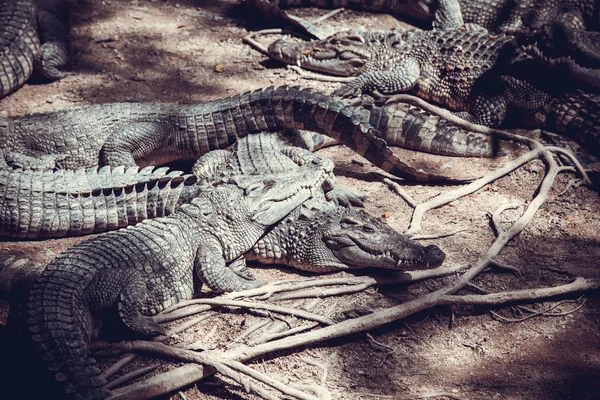 Crocodiles on farm — Stock Photo, Image