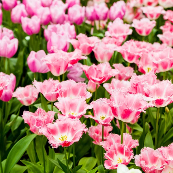 Fresh pink  tulips — Stock Photo, Image