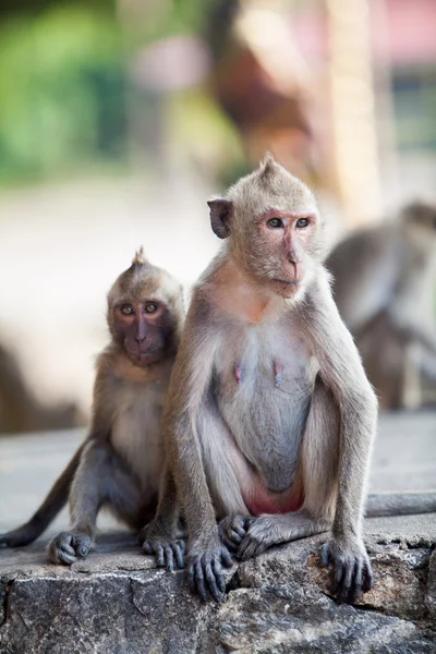 在动物园里的猴子家族 — 图库照片