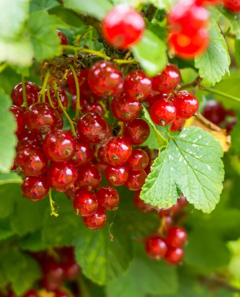 Red currant berries — Stock Photo, Image