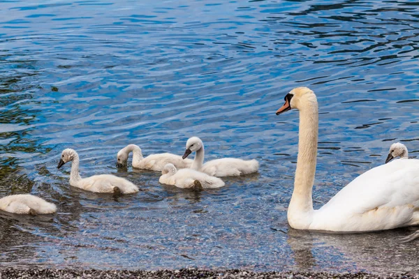 Swan with chicks. — Stock Photo, Image