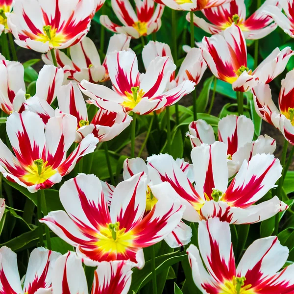 Свіжі тюльпани в парку — стокове фото