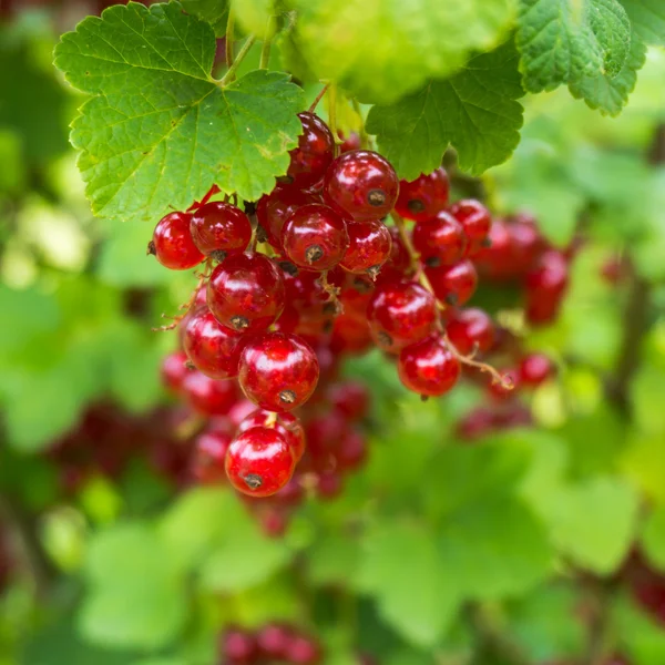 Red currant berries — Stock Photo, Image