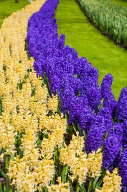 Güzel bahar çiçekleri.