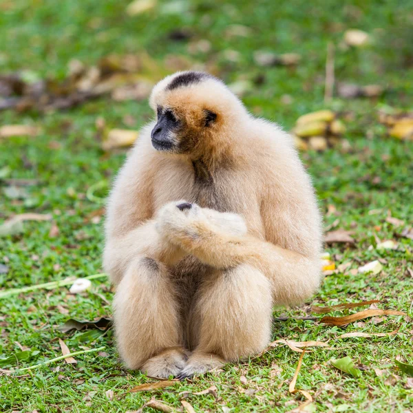 Oturan Gibbon verdi — Stok fotoğraf